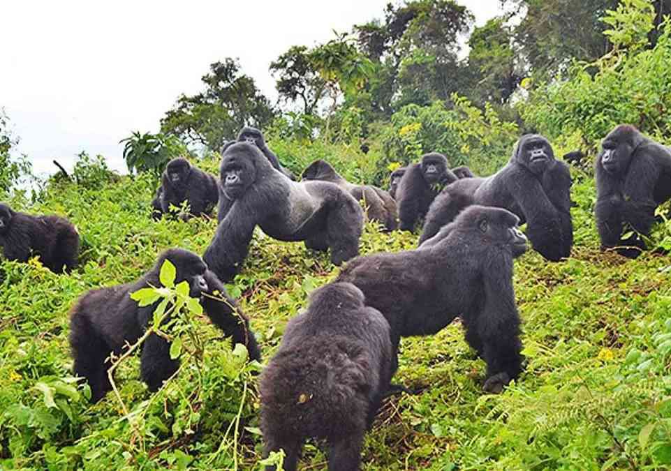 Uganda Introduces Discounted Gorilla and Chimpanzee Permits, Reshaping Opportunities for Tour Operators and Travelers