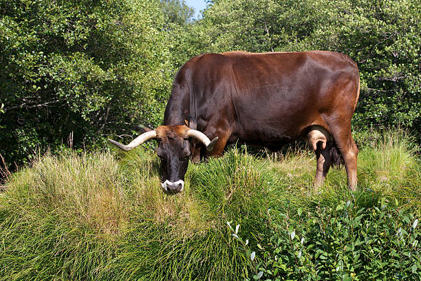 Namutumba Man Netted in Act of Bestiality with Neighbour’s Cow